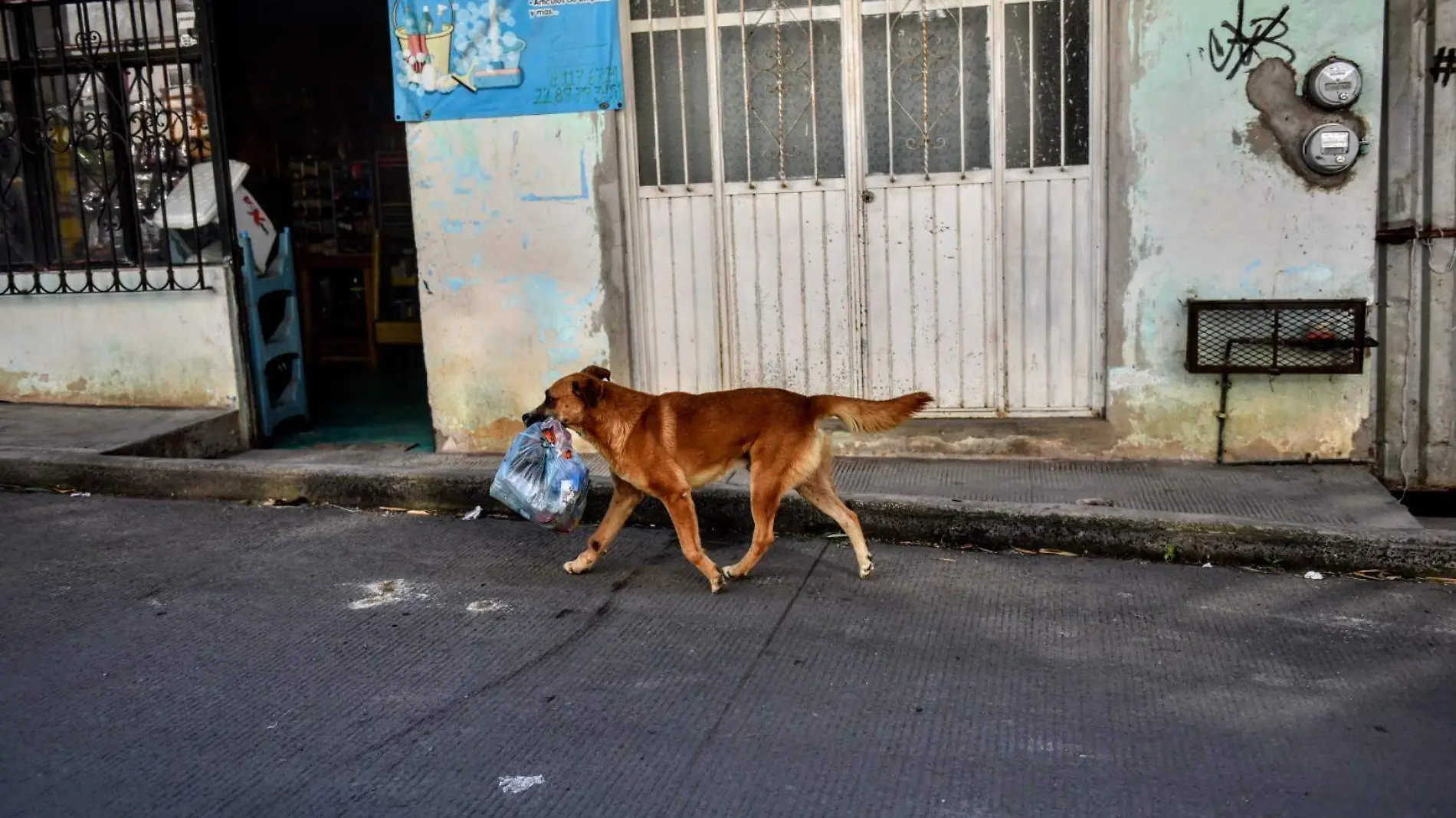 Perros | Mascotas 